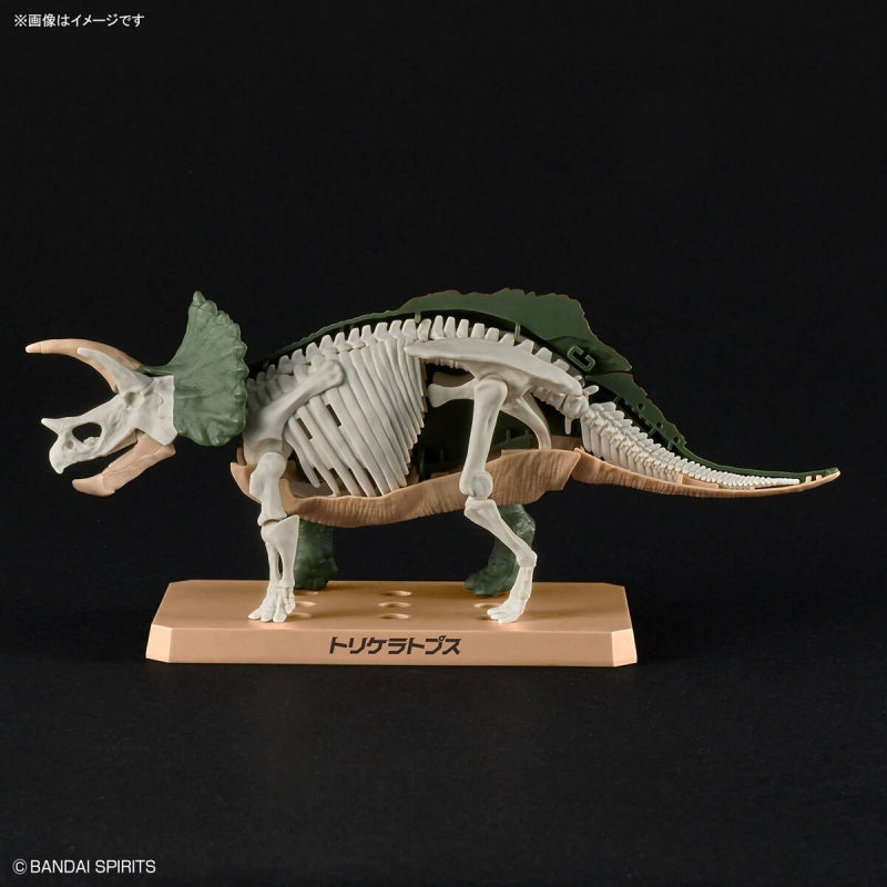 Plannosaurus - Tricératops